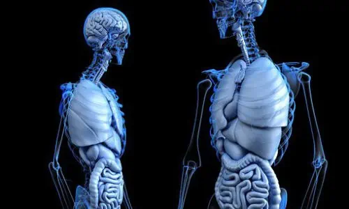 Anatomy Course